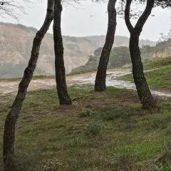 Los Pinos